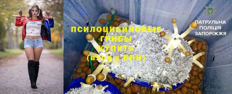 Галлюциногенные грибы Cubensis  купить закладку  Тверь 